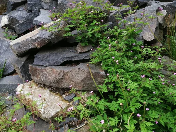 Greenery among the stones. A wild little plant crawling between rocks.