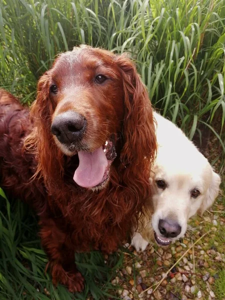 Mascotas Perro Amigos Jugando Juntos Las Cañas — Foto de Stock