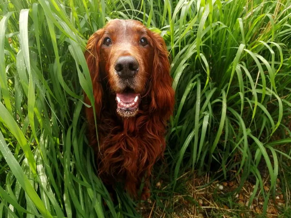 Adorable Irish Setter Cute Pet Peeks Out Green Reed — Stock Photo, Image
