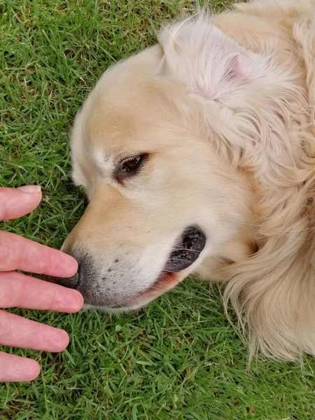 犬のペットの肖像画 黄金の取得者の顔は芝生の上に横になり 人間の手が優しく彼に触れて — ストック写真
