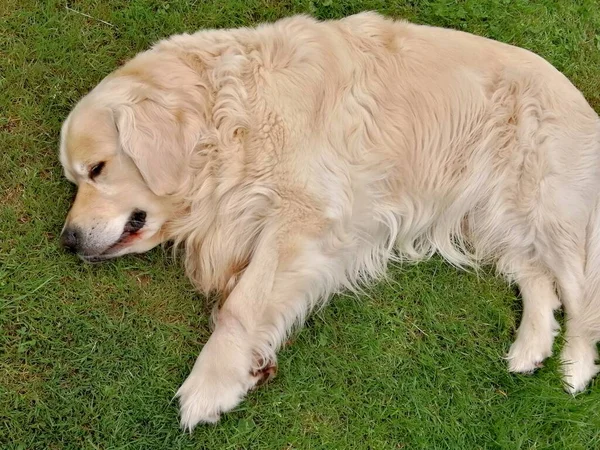 Schlafendes Haustier Niedlicher Golden Retriever Schläft Zufrieden Auf Dem Rasen — Stockfoto