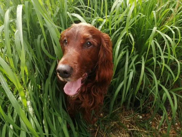 Cute Irish Setter Playful Dog Who Played Wet Reeds Climbed — Stock Photo, Image