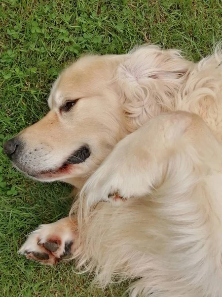 犬の肖像画 復活した黄金の取得者の顔を持ち上げる足を持つ — ストック写真
