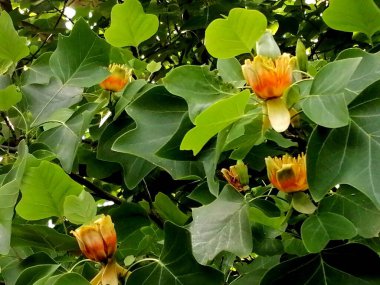 Lale ağacının sarı çiçekleri. Güzel şekilli lale ağacının yeşil yaprakları arasında canlı çiçekler.. 