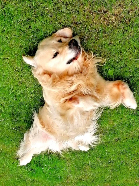 Playful Dog Cute Golden Retriever Happily Rolling Lawn — Stockfoto