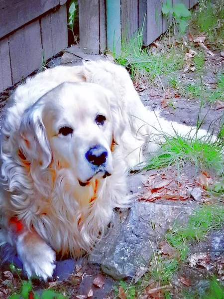 Sad Dog Golden Retriever Lying Fence Looking Sad Eyes — ストック写真