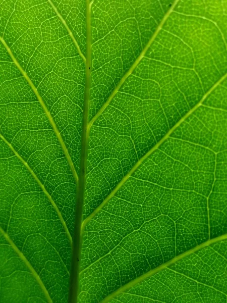 Foglia Macro Texture Verde Sfondo — Foto Stock