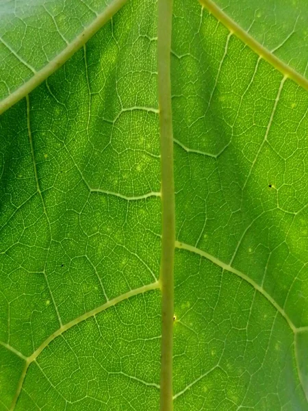 Green Leaves Texture Abstract Background Closeup — Fotografia de Stock