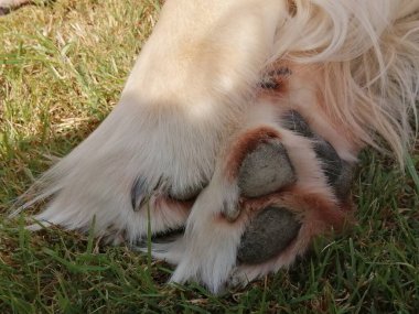 Çapraz patiler, şirin küçük köpek, yakın plan..