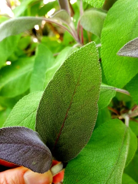 Sage Sage Leafs Structure Close Collection Herbs — Foto de Stock
