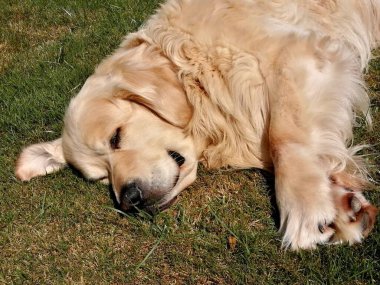 Köpek güneşli bir havada çimlerin üzerinde yatıyor.. 