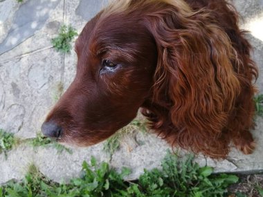 Bahçedeki sevimli köpek, üzgün bir yüz, hasta, zayıf İrlandalı Setter, bir portre 