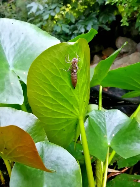 Lirio Agua Sale Pequeño Estanque Hojas Verdes Erectas Con Una —  Fotos de Stock