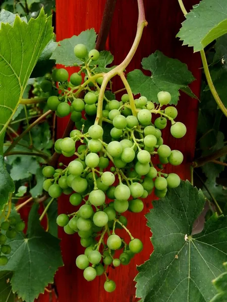 Green Grapes Vineyard Growing Vegetables Garden Close — Stock Photo, Image