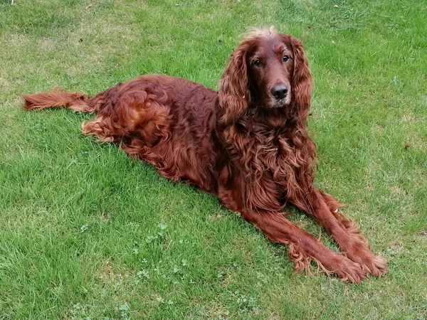 Portrait Adorable Irish Setter Dog Lying Lawn — Zdjęcie stockowe