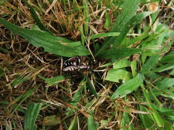 Black Beetle Lying Its Back Grass —  Fotos de Stock