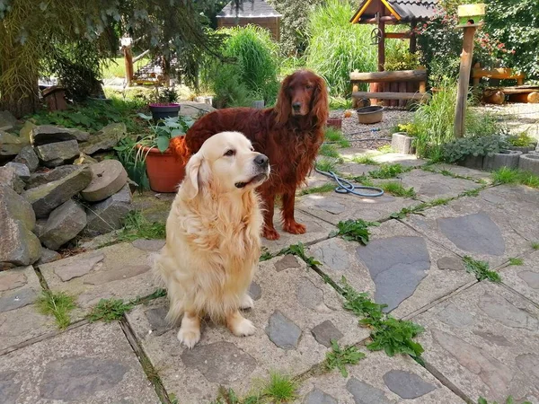 Dog friends - Golden retriever and Irish Setter together in the garden.