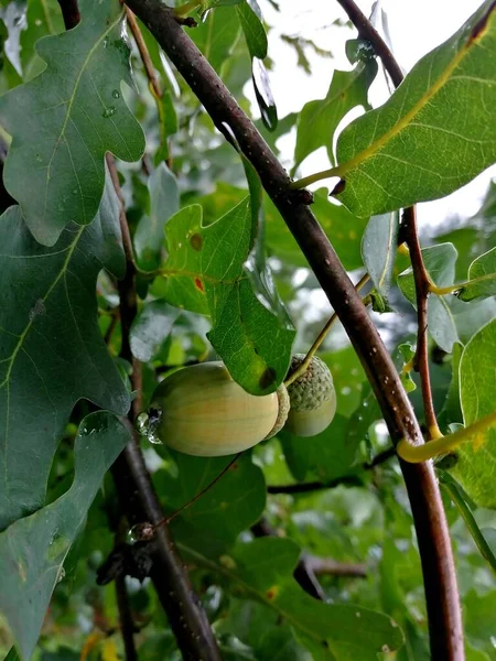 Branches, acorns with leaves on an oak tree.