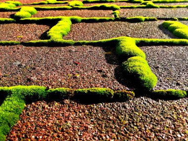 Yosun kaplı bir çatının dokusunun ayrıntıları. 