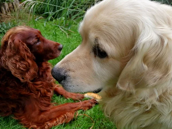 Zwei Süße Hunde Die Einem Grünen Gras Sitzen — Stockfoto