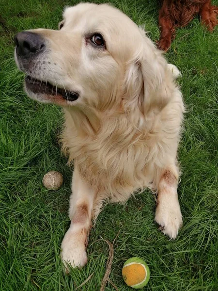 Brincalhão Fofinho Bonito Cão Engraçado Com Bolas Tênis Golden Retriever — Fotografia de Stock