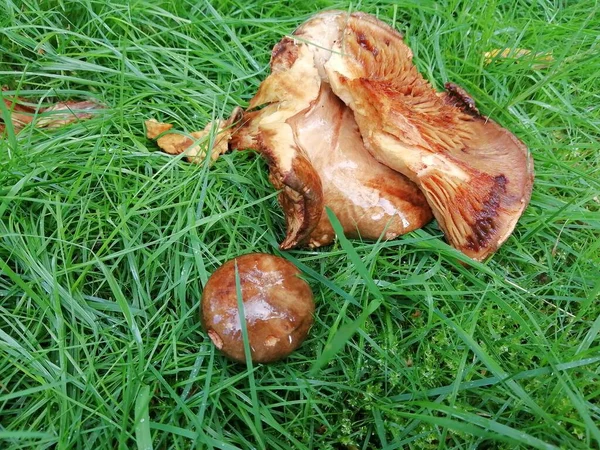 Champignons Champignons Sur Herbe Verte Dans Forêt — Photo