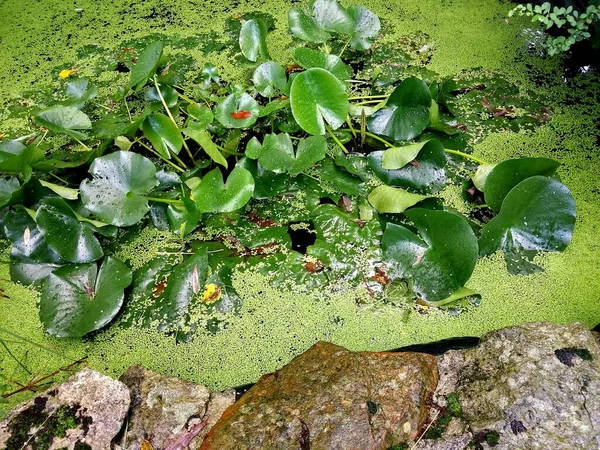 一个被浮游生物和荷叶覆盖的花园池塘的表面 — 图库照片