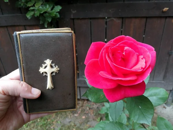 Bible Rukou Krásná Dřevěná Zeď Červenými Růžemi — Stock fotografie