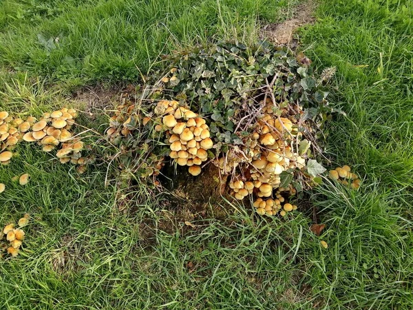 공원에 버섯들을 가까이 — 스톡 사진