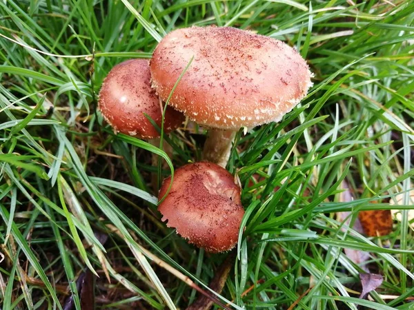 Cogumelos Crescendo Grama — Fotografia de Stock