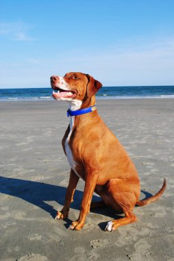 Bir köpek topunu bekliyor.