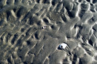 Islak kum ve kabuk yakın çekim