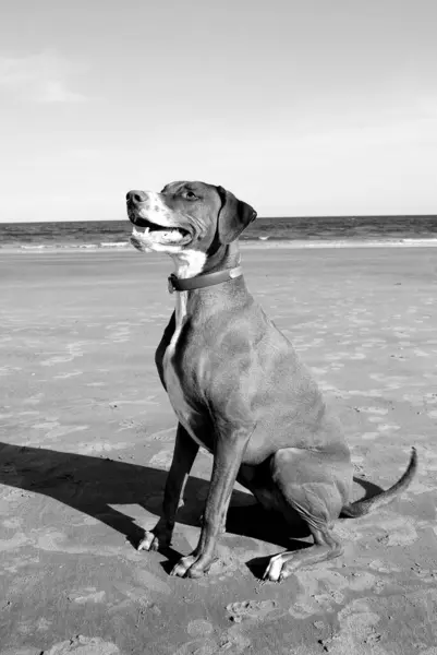 Siyah beyaz bir köpek bekliyor ve oturuyor.