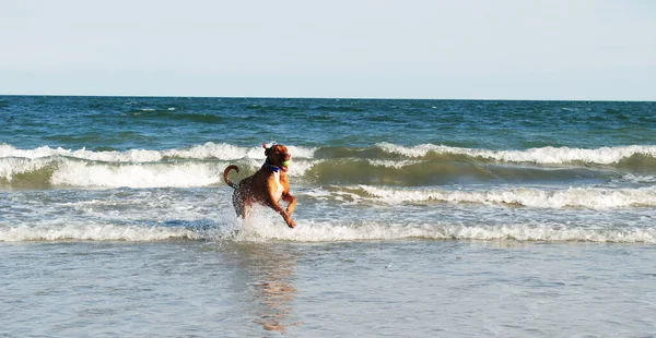 Dalgalarda koşan bir köpek