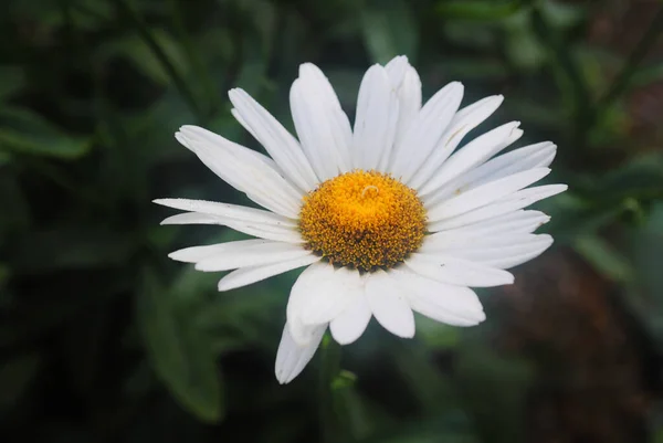 Bahçede bir papatya