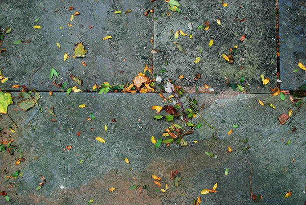 Dark Slate Stone Dusted Leaves — Stock Photo, Image