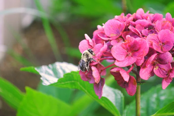 Bir çiçeğin üzerindeki polenle kaplı bir arı