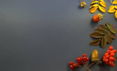 Sonbahar kartpostalı. Resmin sağ tarafında yapraklar, böğürtlenler, meşe palamutları var. Kayıtlar için temiz bir alan