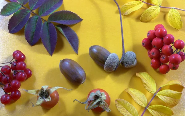 Sarı yapraklar, meşe palamudu, sarı arka planda böğürtlen. Sonbahar renklerinin duvar kağıdı