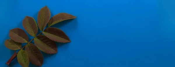 Yeşil Rowan sol tarafta mavi bir arkaplanda ayrılıyor.