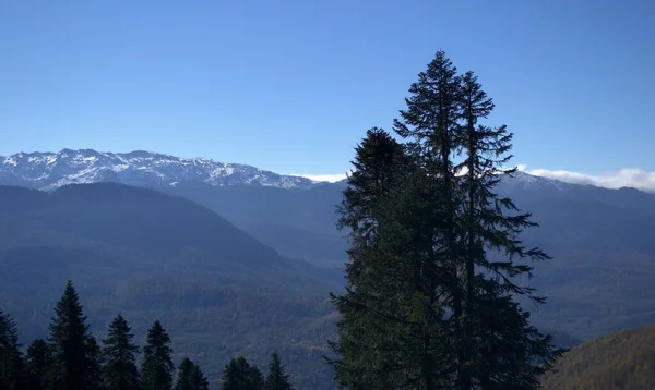 Karla kaplı dağların arkasındaki fidan ağaçları