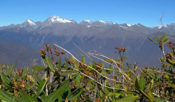 Folhas Rododendros Verdes Picos Montanhas Nevadas Fundo Céu Azul Contrastes — Fotografia de Stock