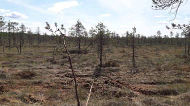 Leningradskaya bölgesinde güzel bir bahar ormanı.