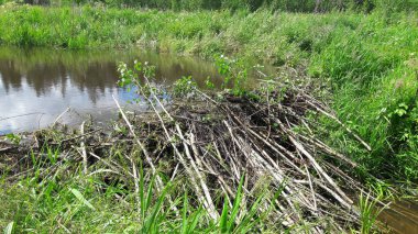 Orman nehrinde bazı genç ağaçlar.