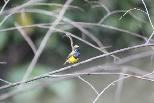 Piccolo Colorato Giallo Blu Olivastro Giallo Ventre Sunbird Aggrappato Ramo — Foto Stock