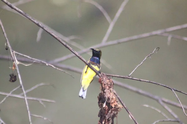 Piccolo Colorato Giallo Blu Olivastro Giallo Ventre Sunbird Aggrappato Ramo — Foto Stock