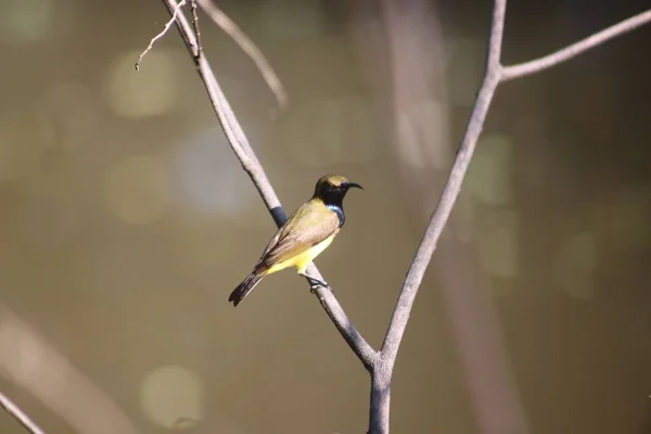 Pequeno Pássaro Bonito Sentado Galho Olhando Diretamente Para Câmera — Fotografia de Stock