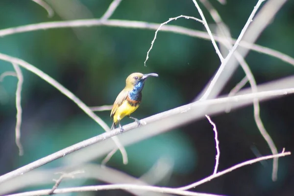 Uccellino Carino Seduto Ramo Che Guarda Direttamente Telecamera — Foto Stock