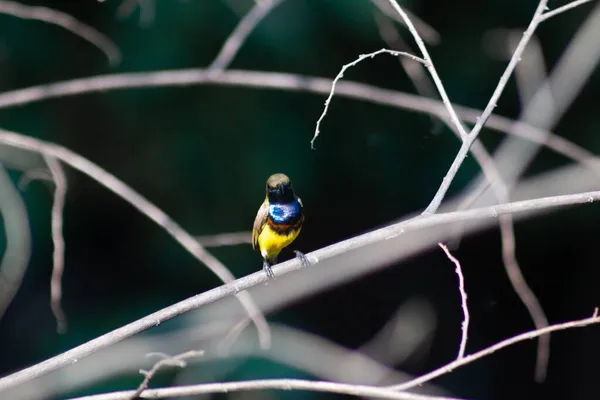 Uccellino Carino Seduto Ramo Che Guarda Direttamente Telecamera — Foto Stock