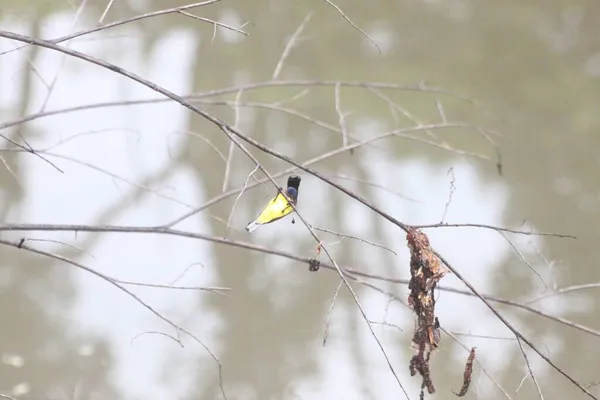 Žlutý Modrý Žlutým Břichem Nebo Olivovým Hřbetem Sluneční Pták Který — Stock fotografie